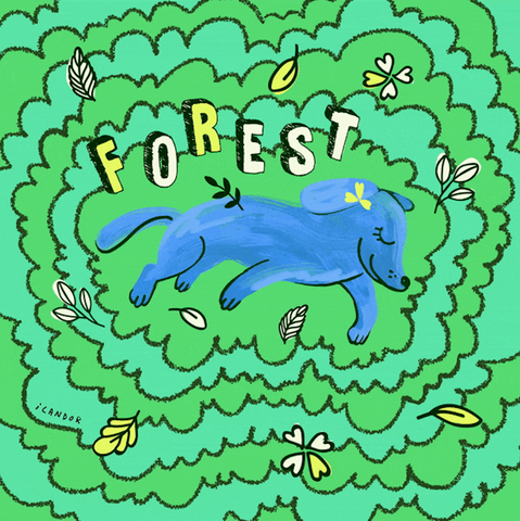 No-Pull Harness | Forest