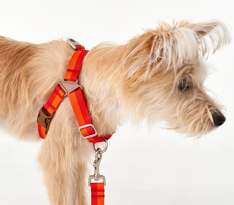 No-Pull Harness | Forest