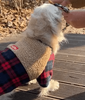 No-Pull Harness | Forest